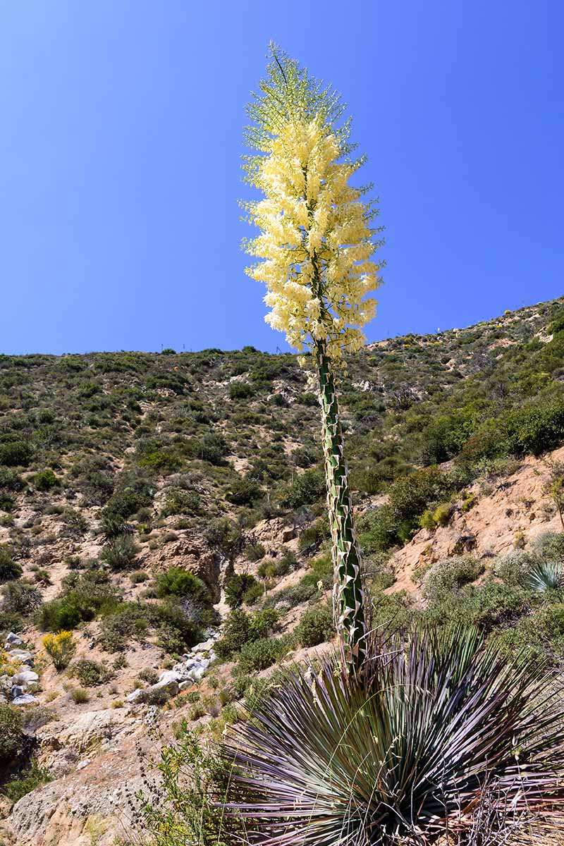 A vertical image of an our Lord's candle plant with a large flower stalk pictured on a blue sky background.