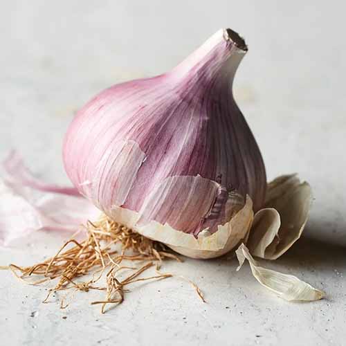 A close up horizontal image of a 'Chesnok Red' garlic bulb set on a white surface.
