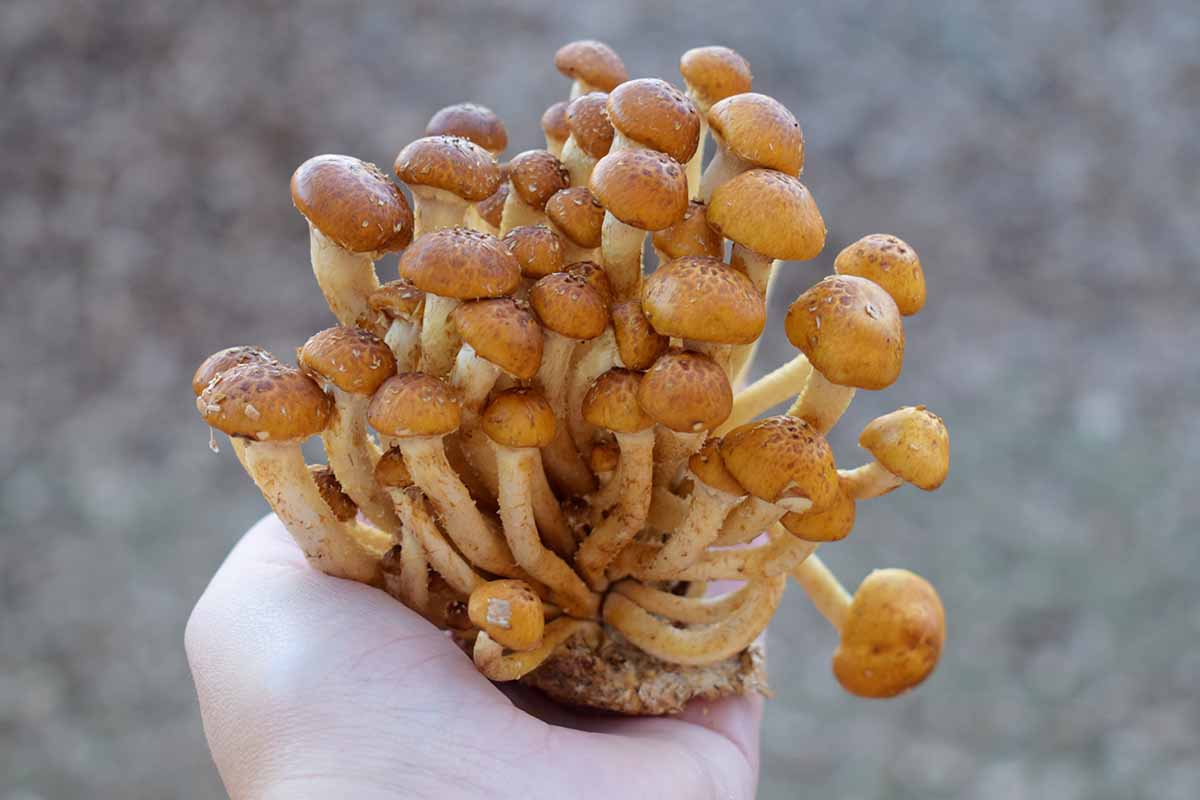 A close up horizontal image of a hand from the bottom of the frame holding up a clump of edible chestnut mushrooms pictured on a soft focus background.