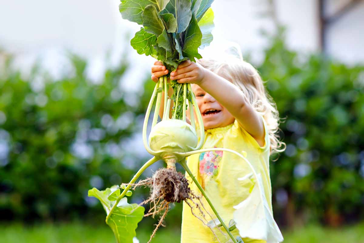 A close up horizontal image of a child holding up a freshly harvested kohlrabi.