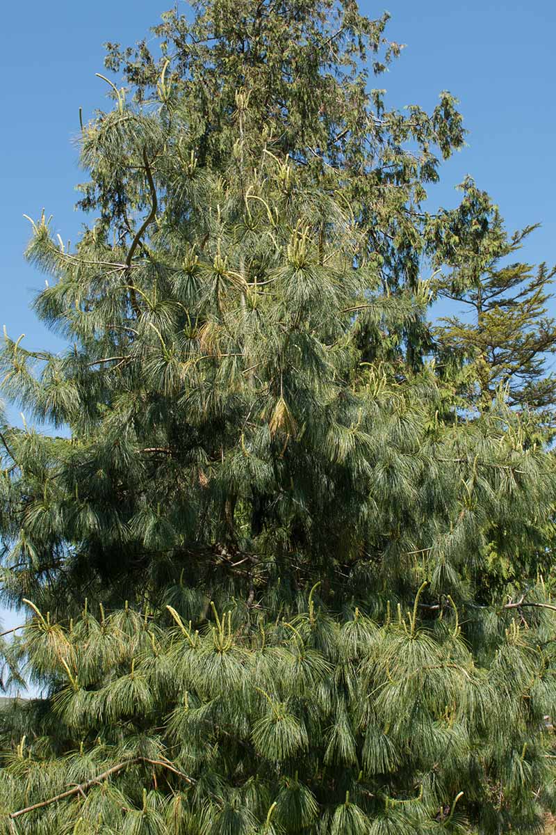 A vertical image of Pinus armandii aka Chinese white pine growing in front of a blue sky.