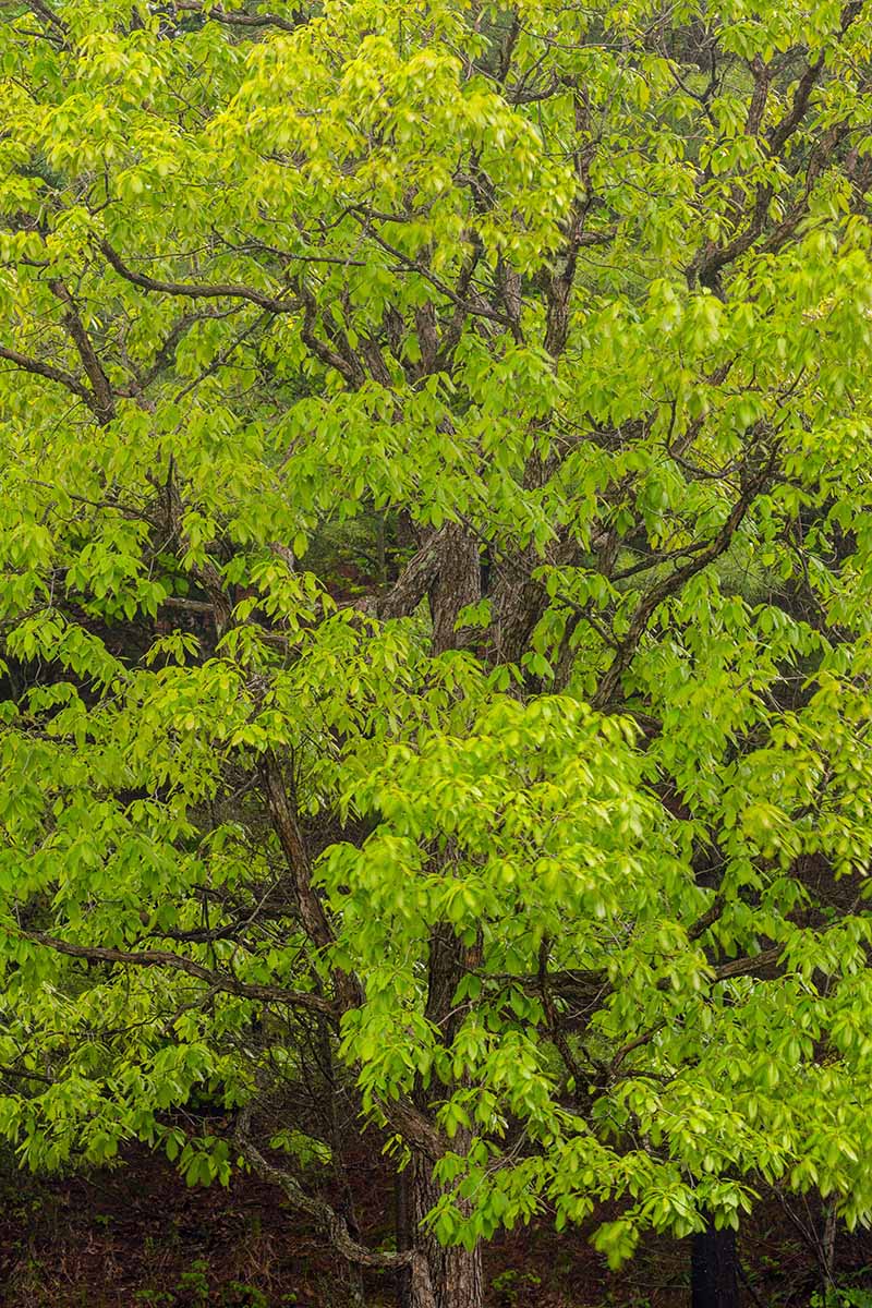 A close up vertical image of a large chinkapin oak (Quercus muehlenbergii) tree growing in the landscape.