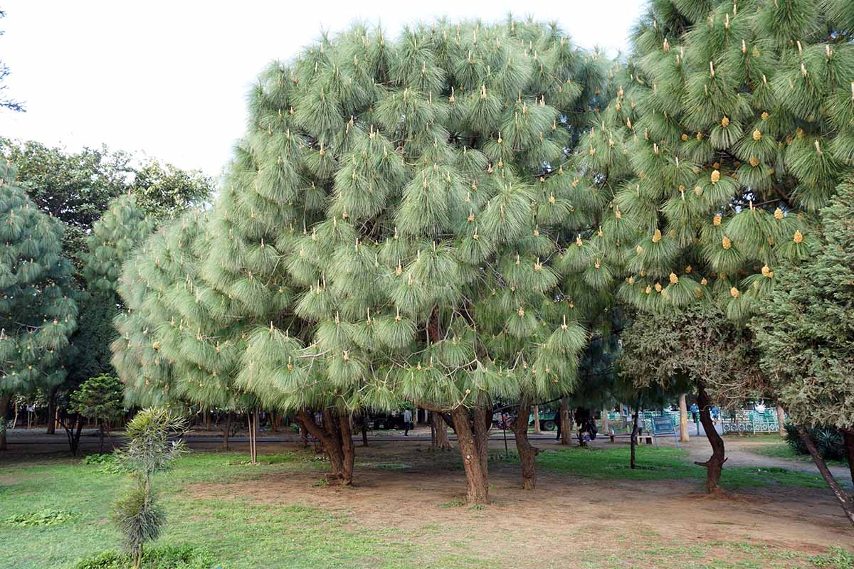 A horizontal image of an outdoor grove of Pinus roxburghii trees.