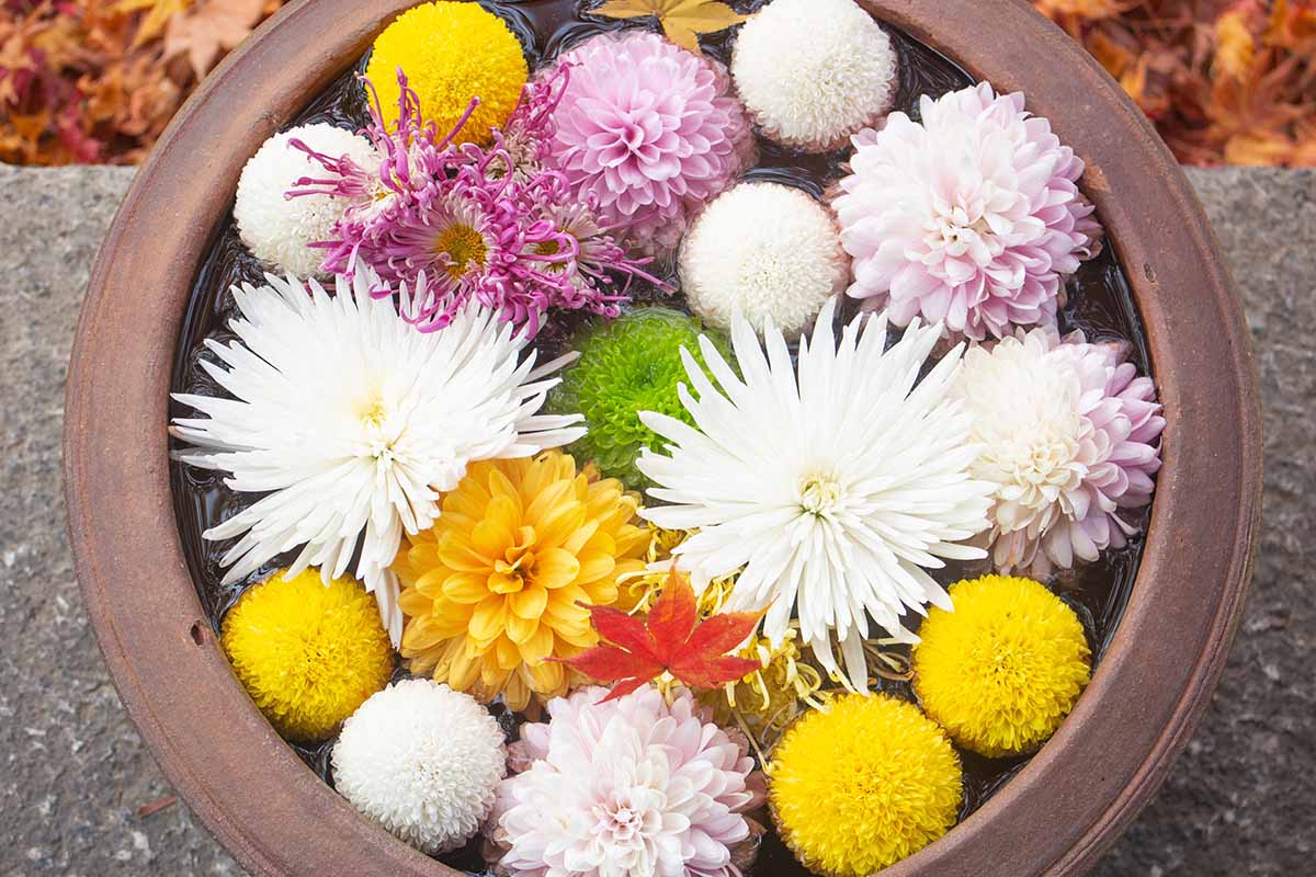 A close up horizontal image of chrysanthemum flowers in a ceramic bowl floating on water.