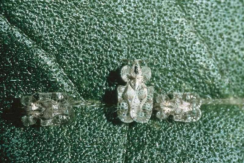 A close up horizontal image of three chrysanthemum lace bugs on a leaf.