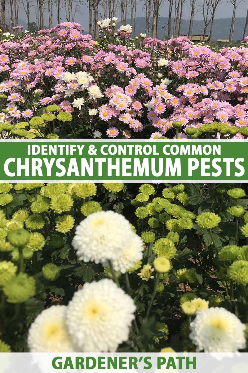 A close up vertical image of chrysanthemum flowers growing en masse in the garden. To the center and bottom of the frame is green and white printed text.