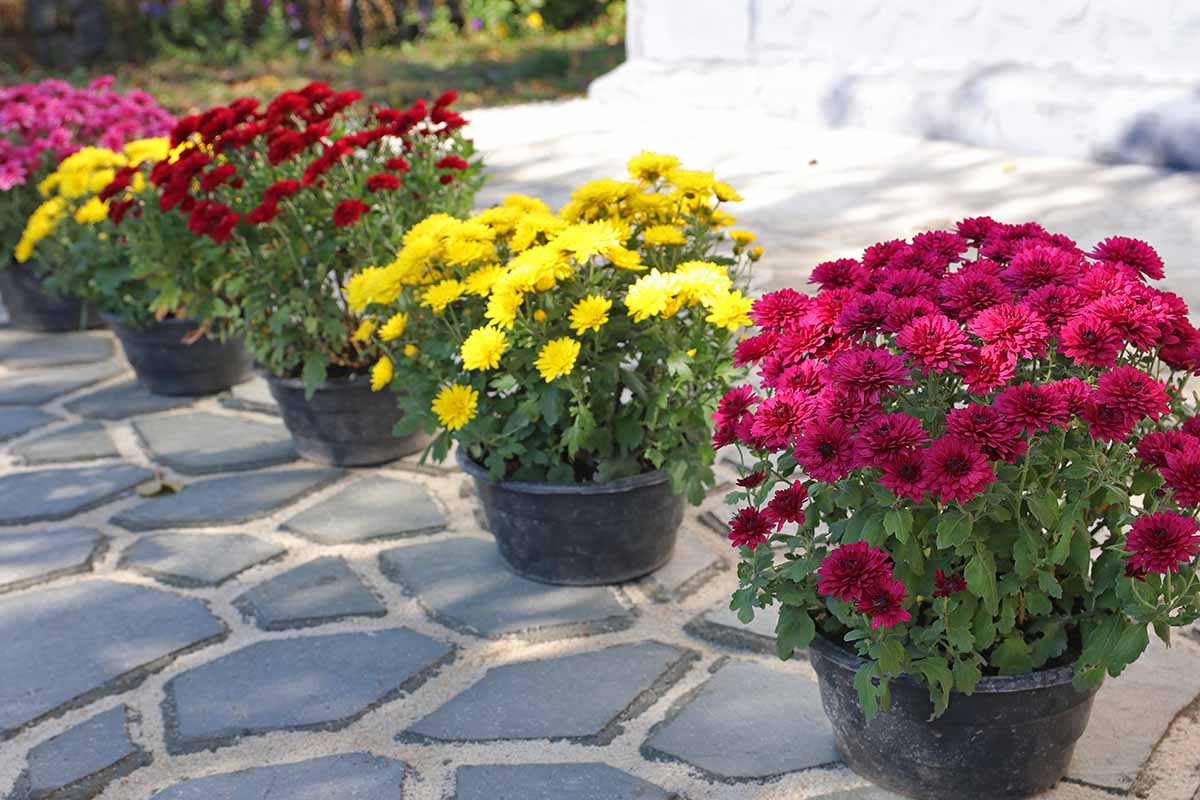 A close up horizontal image of colorful potted chrysanthemums in full bloom set on a stone patio.
