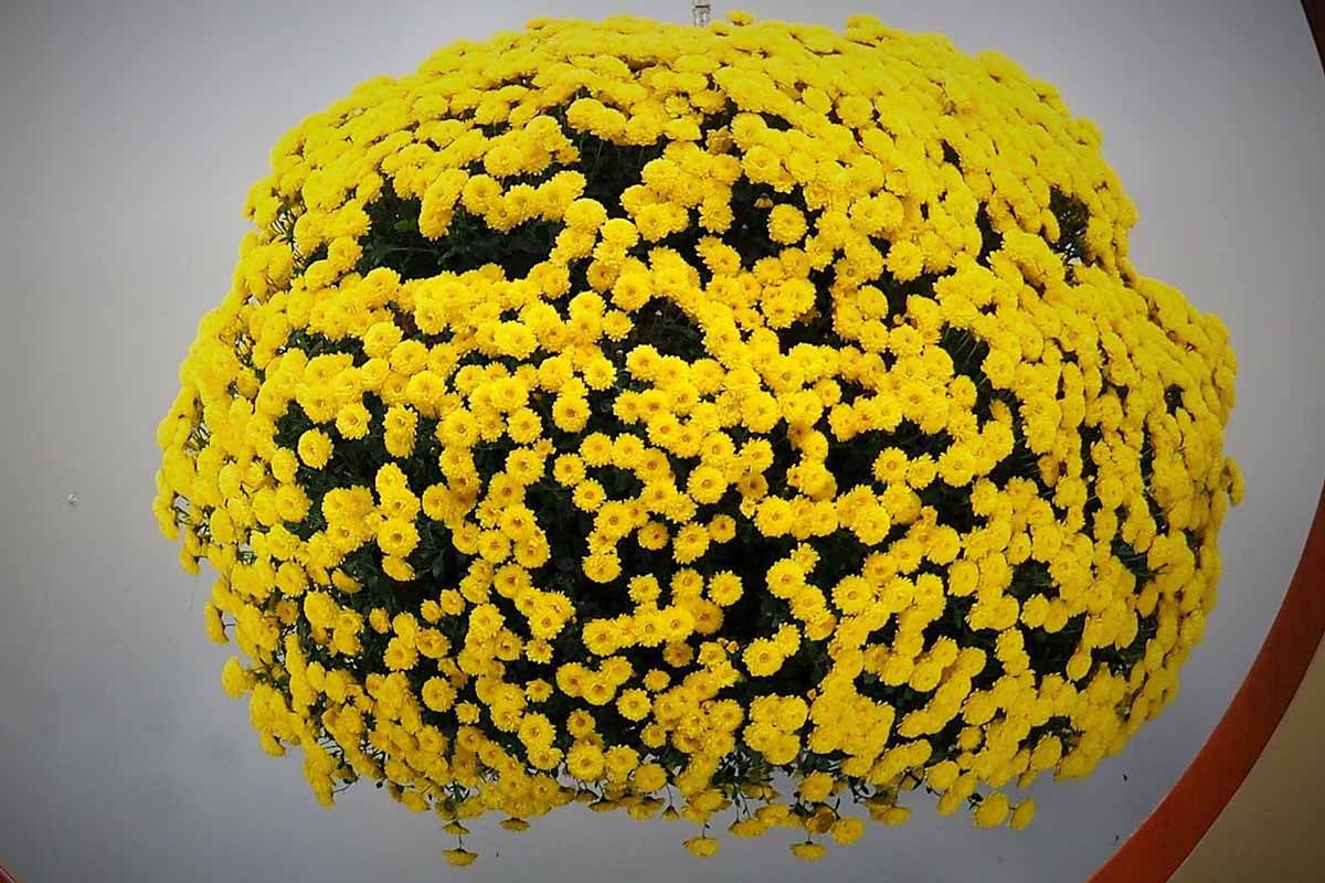 A close up horizontal image of a round display of yellow mums in a hanging basket.