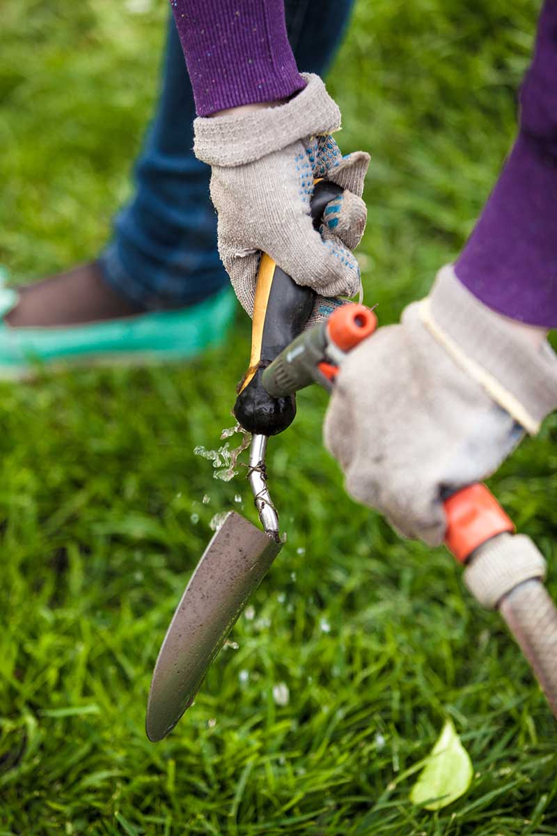 A close up vertical image of a gardener's gloved hands cleaning a trowel with a garden hose.