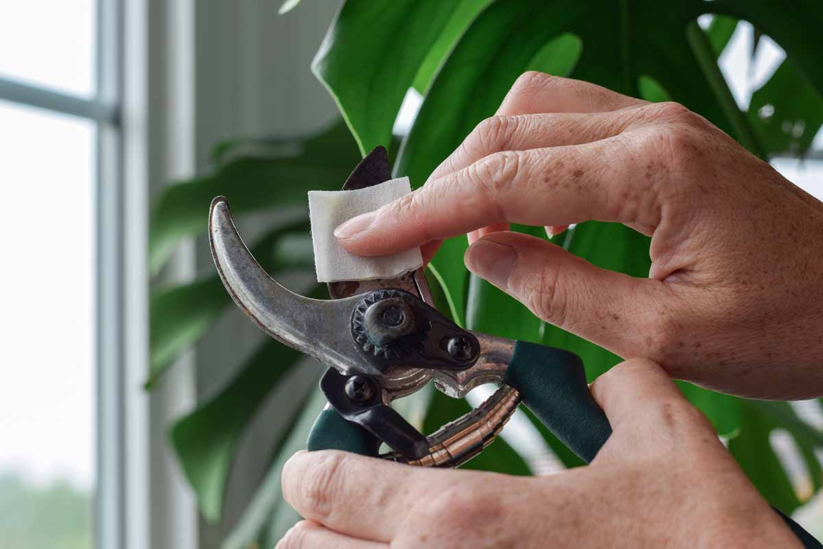 A close up horizontal image of a gardener's hands cleaning a pair of pruners with rubbing alcohol/