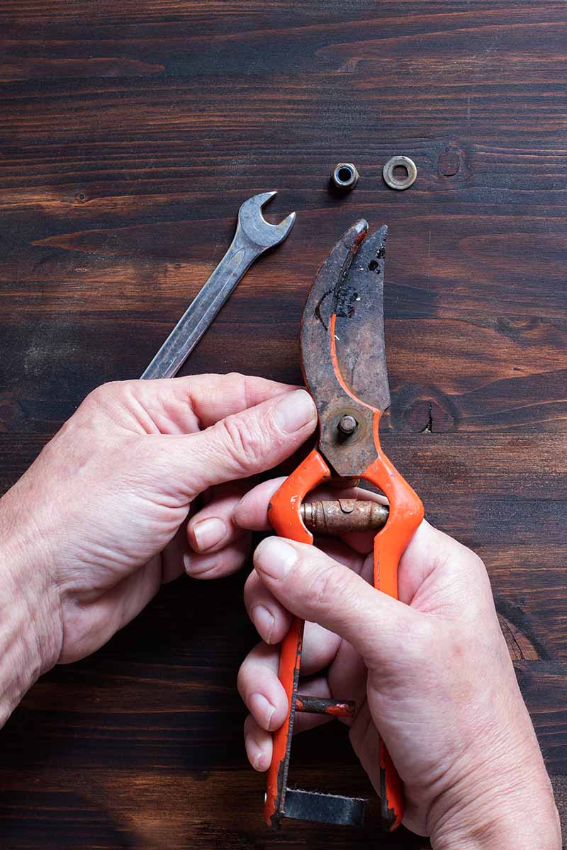 A close up vertical image of a gardener's hands taking apart a pair of pruners for cleaning and maintenance.