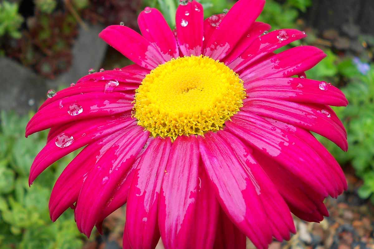 A close up horizontal image of a bright red chrysanthemum with a yellow center growing in the garden.