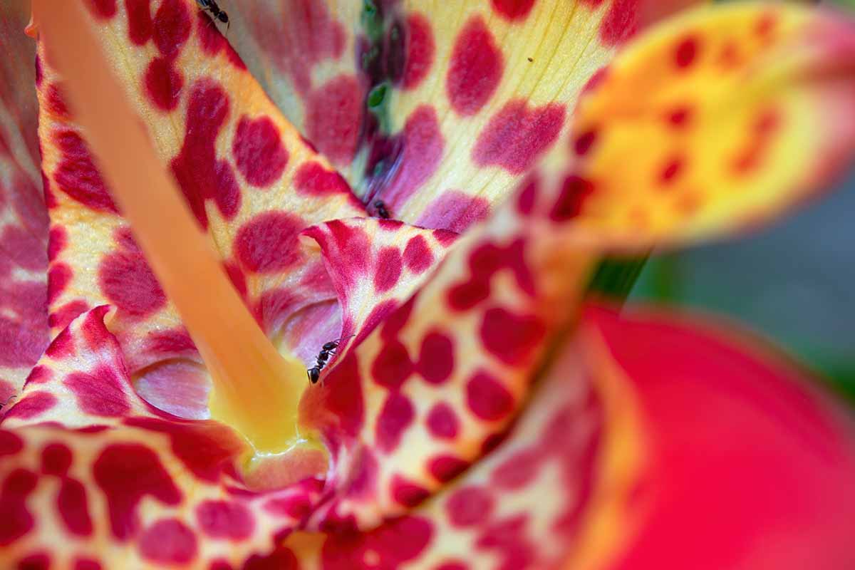 A horizontal closeup image of an ant on a yellow and red-spotted center of a Tiger Flower outdoors.