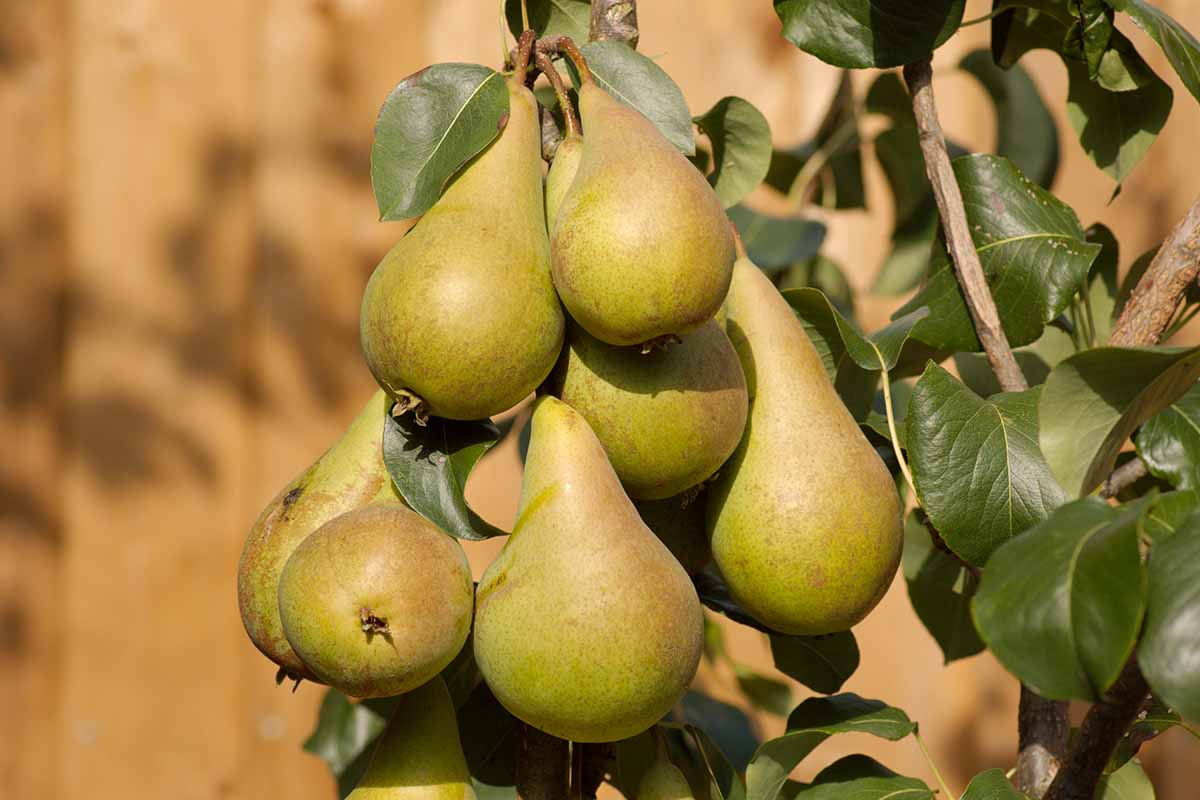 A close up horizontal image of a cluster of 'Concorde' pears ripening on the tree pictured in light sunshine on a soft focus background.