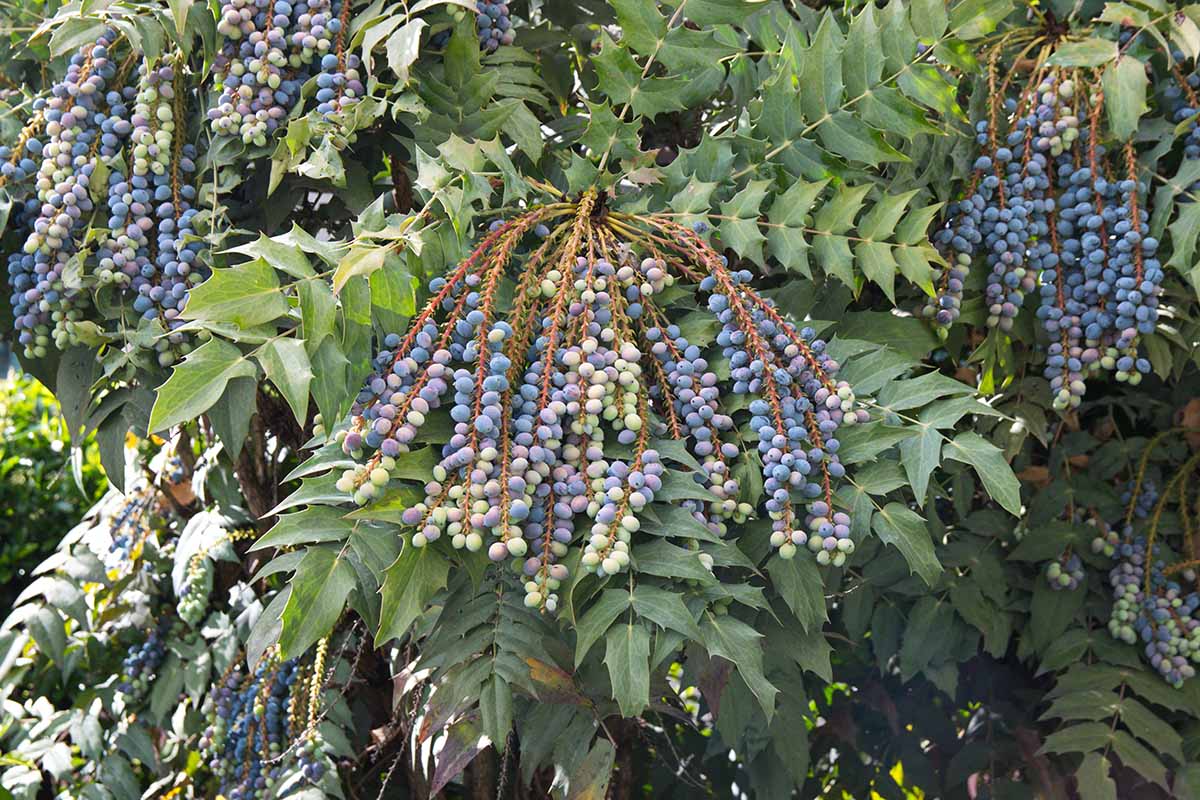 A close up horizontal image of the spiky foliage and clusters of purple berries on an Oregon grape (mahonia) shrub.