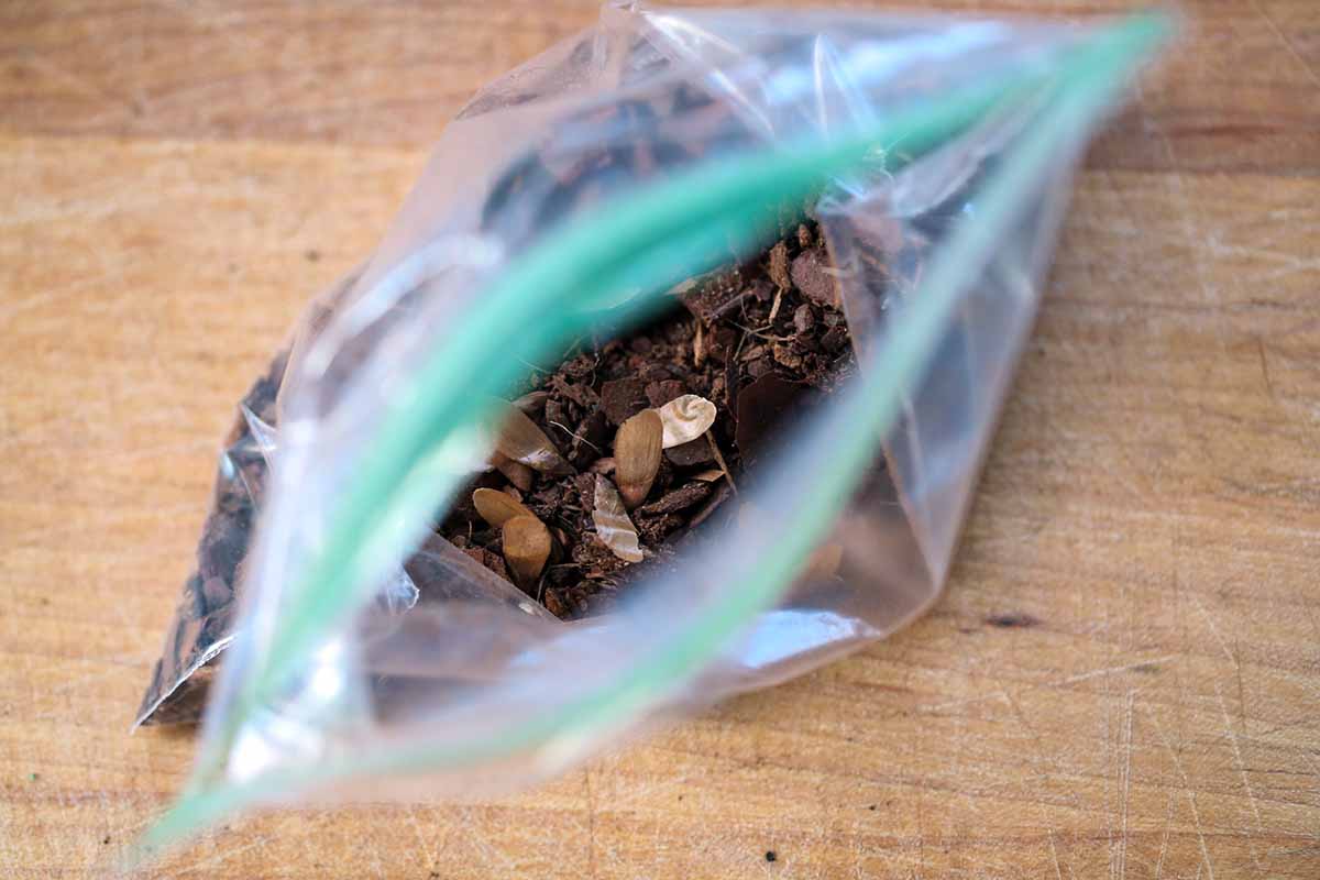 A close up of a small plastic bag with soil and seeds ready to place in the fridge for cold stratification.