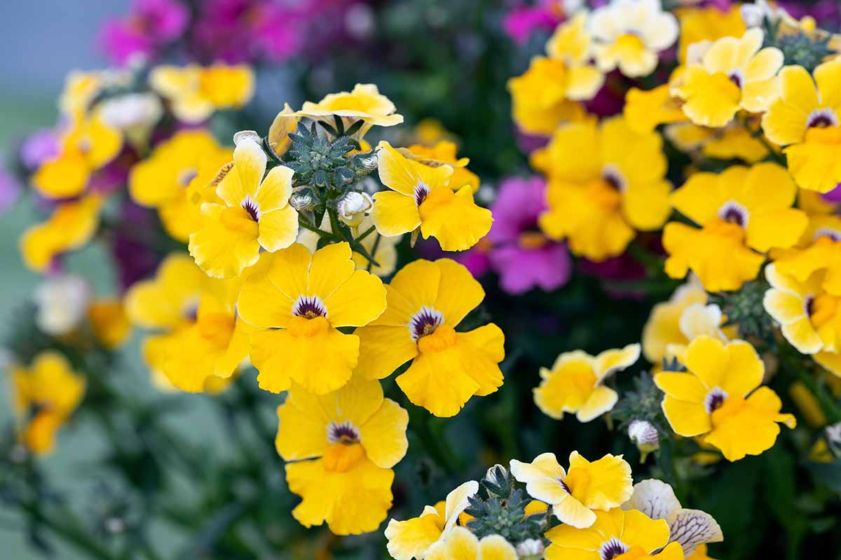 A horizontal closeup image of yellow-petaled nemesia, with a blurry background of other kinds of nemesia behind it.