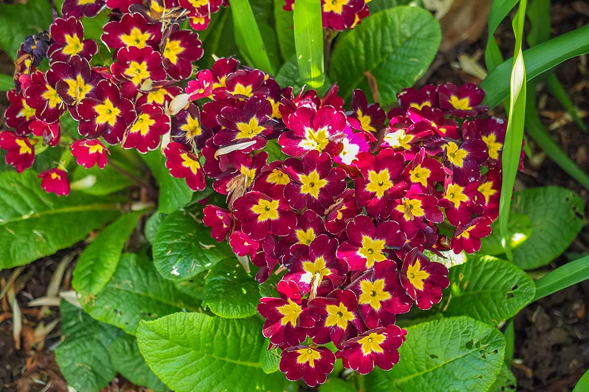 A close up horizontal image of red and yellow bicolored primroses growing in the garden.