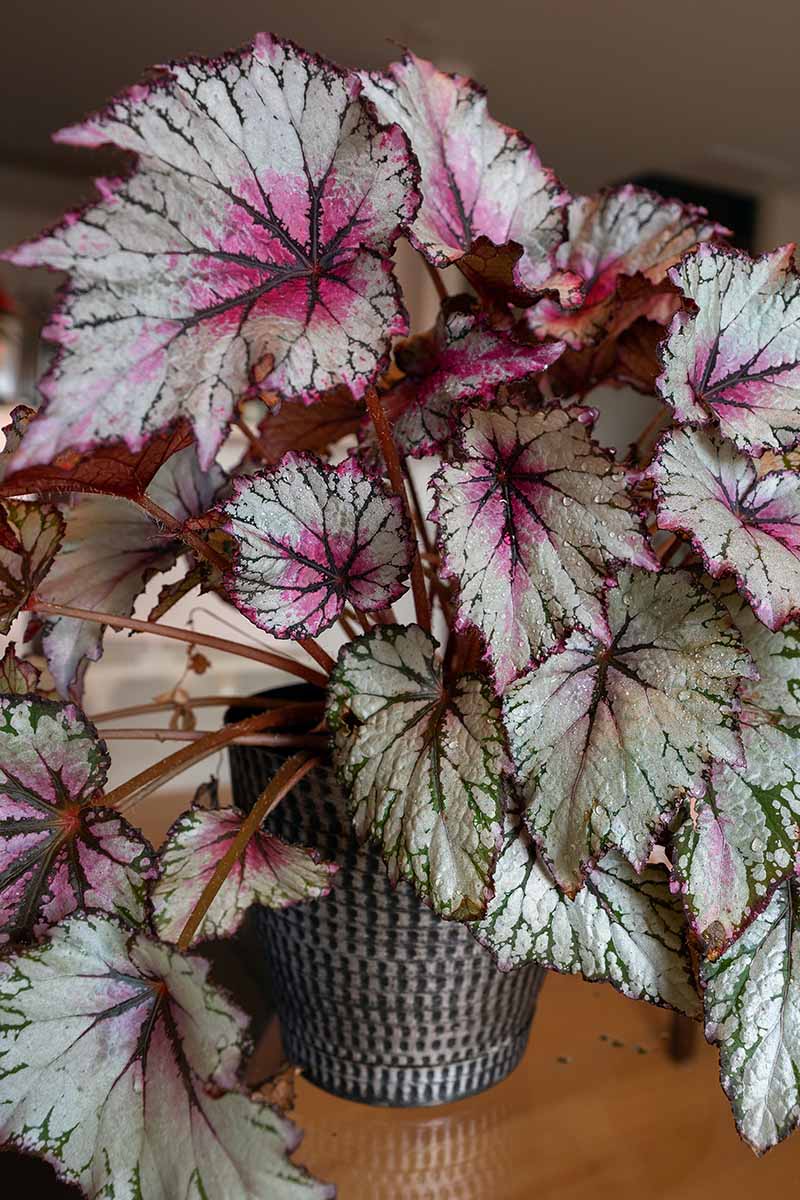 A close up vertical image of a potted rex begonia set on a wooden table.