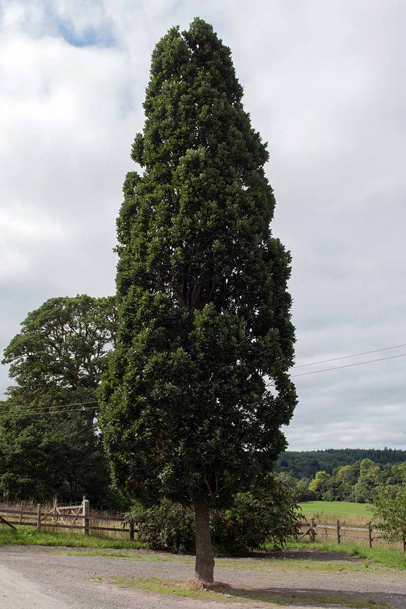 A vertical image of a large columnar oak (Quercus robur f. fastigiata) growing in a clearing by the side of a road.