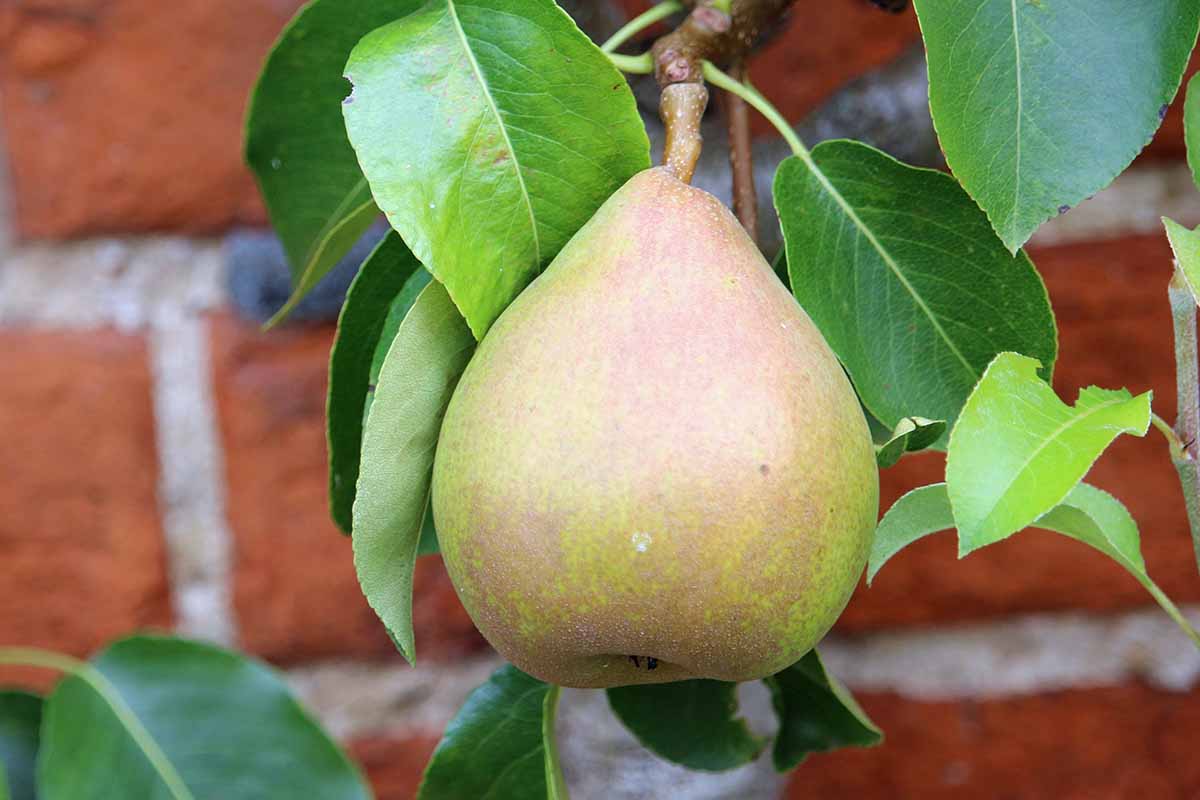 A close up horizontal image of a 'Comice' pear ready to harvest.