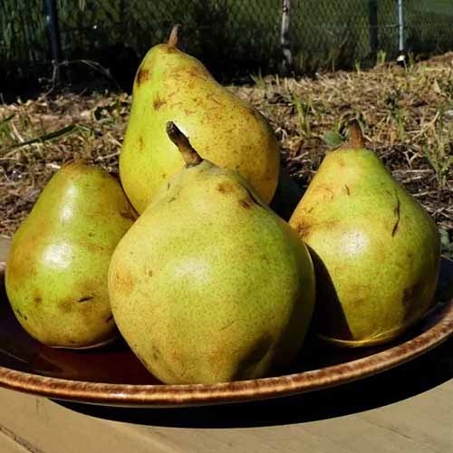 A square image of 'Comice' pears on a plate set on a wooden table outdoors.
