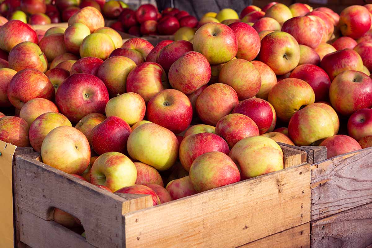 A close up horizontal image of a large harvest of Honeycrisp fruits in wooden crates.