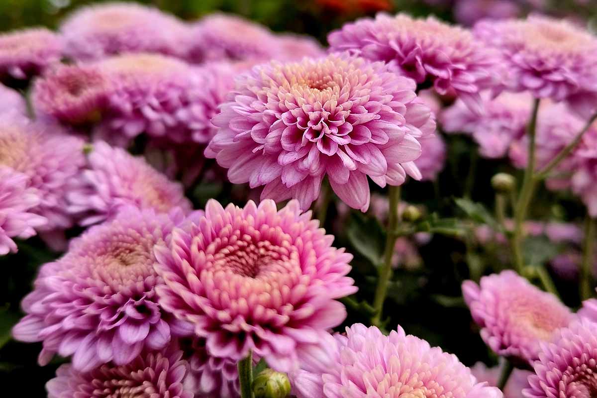 A close up horizontal image of pink chrysanthemums growing in the garden pictured on a soft focus background.