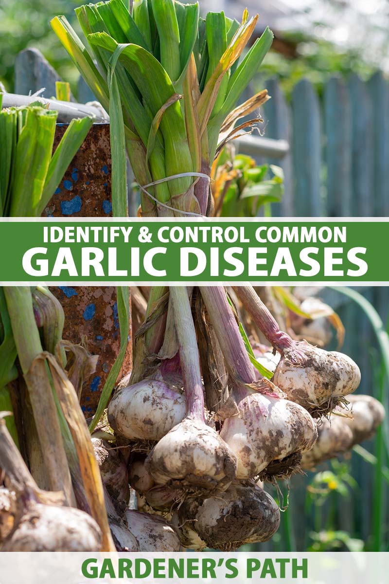 A close up vertical image of bunches of freshly harvested garlic hanging out to cure in the sunshine. To the center and bottom of the frame is green and white printed text.