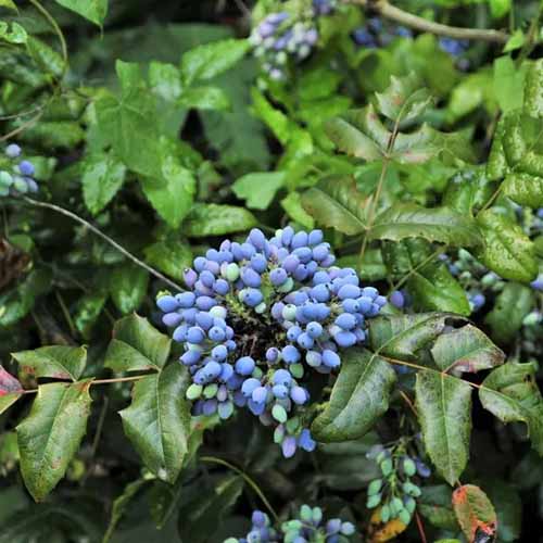 A square image of the berries and foliage of compact Oregon grape growing in the garden.