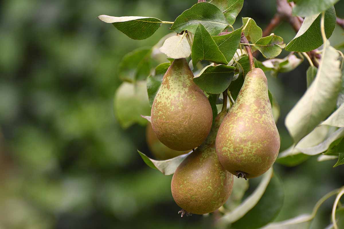 A horizontal image of a cluster of 'Conference' pears growing on the tree pictured on a soft focus background.
