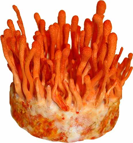 A close up of cordyceps growing in a substrate pictured on a white background.