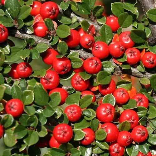 A close up square image of the bright red berries and leathery green foliage of cranberry cotoneaster growing in the fall landscape.