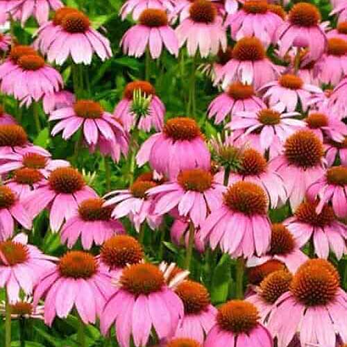 A square image of a mass planting of 'Crazy Pink' echinacea.