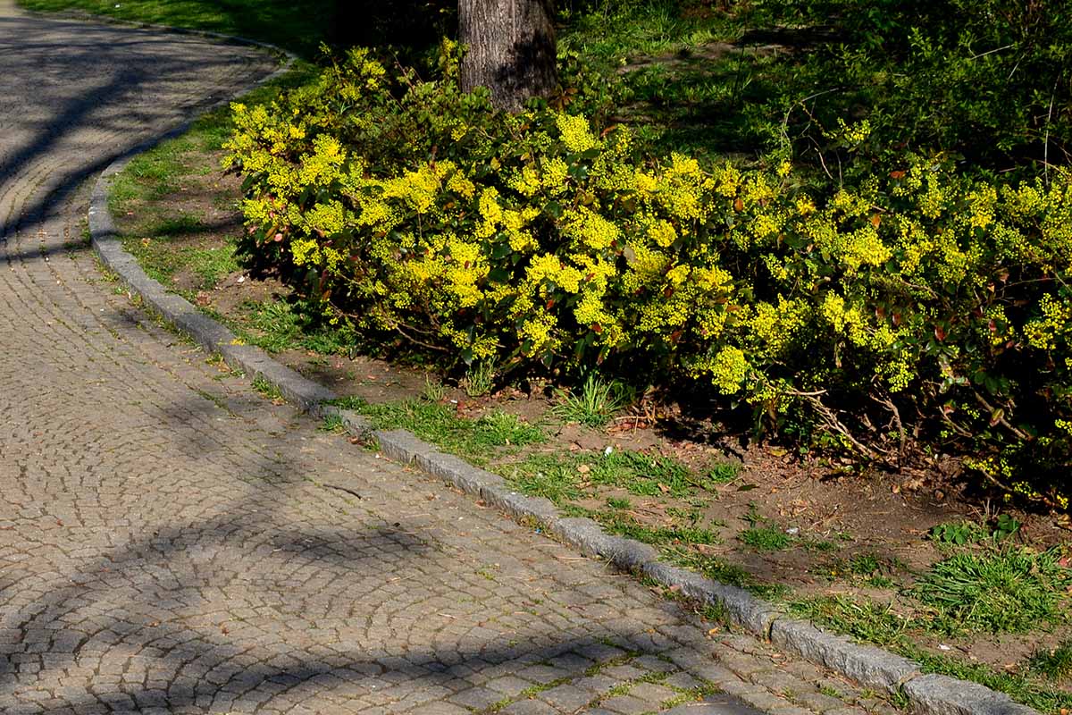 A horizontal image of creeping Oregon grape (mahonia) growing in a garden border with bright yellow flowers.