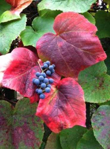 A close up of the bright red foliage and blue berries of a crimson glory vine growing in the fall garden.