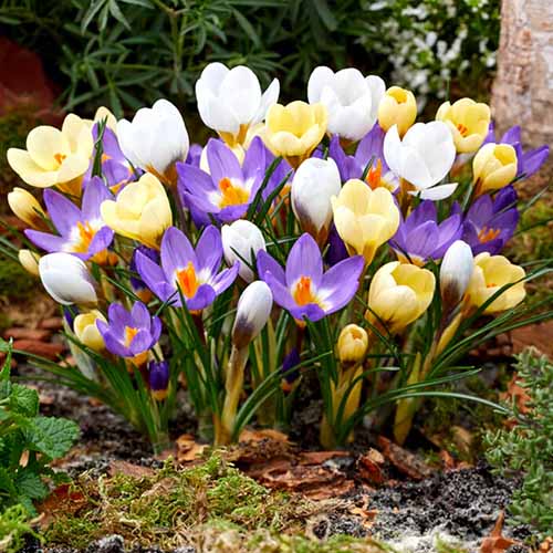 A close up square image of mixed colored crocuses growing in the garden.