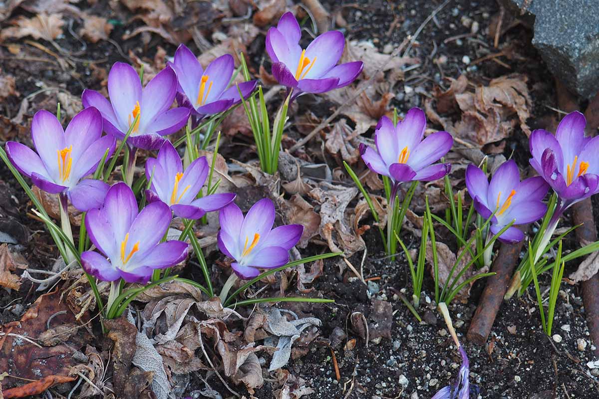 A close up horizontal image of purple and white crocuses blooming in the spring garden.