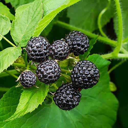 A close up of a cluster of fruits of 'Cumberland Black' raspberries growing in the garden.