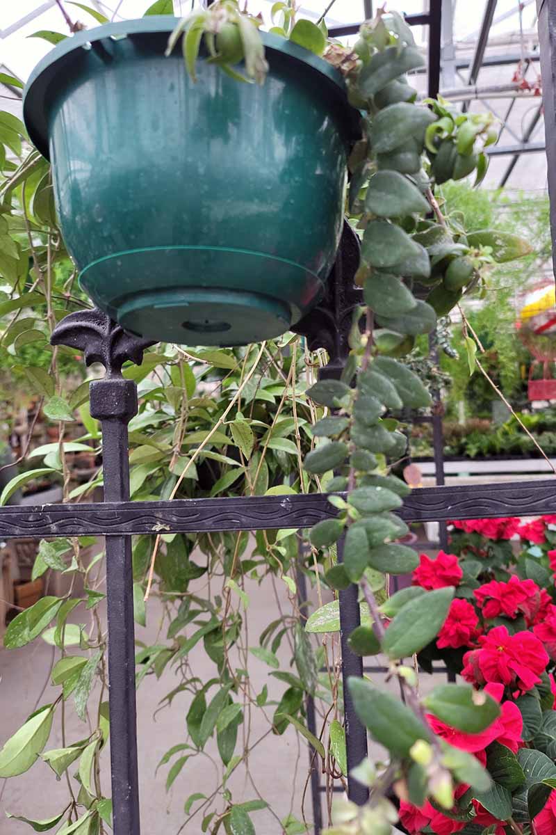 A close up vertical image of a lipstick vine in a green plastic pot in a greenhouse.