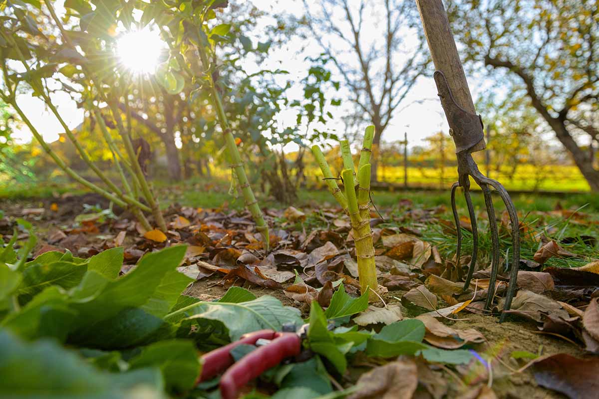 A close up horizontal image of a fork in the ground, a pair of pruners, and dahlia plants trimmed back for the winter.