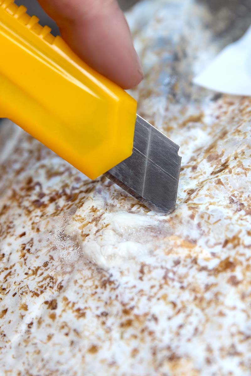A close up vertical image of a hand using a knife to cut open a bag of a mushroom growing kit to activate the substrate.