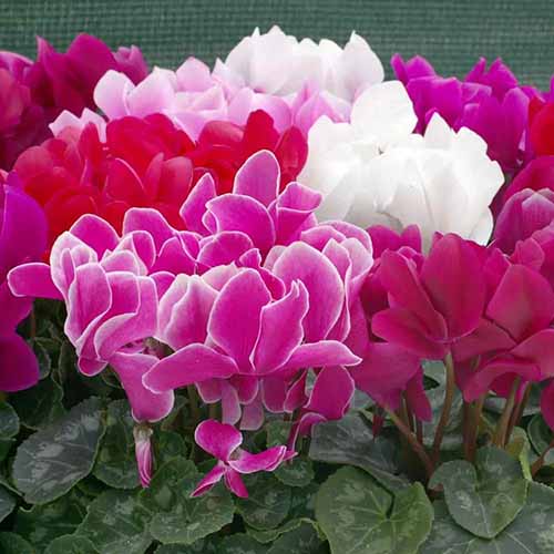 A close up square image of pink, red, and white cyclamen flowers growing in pots.