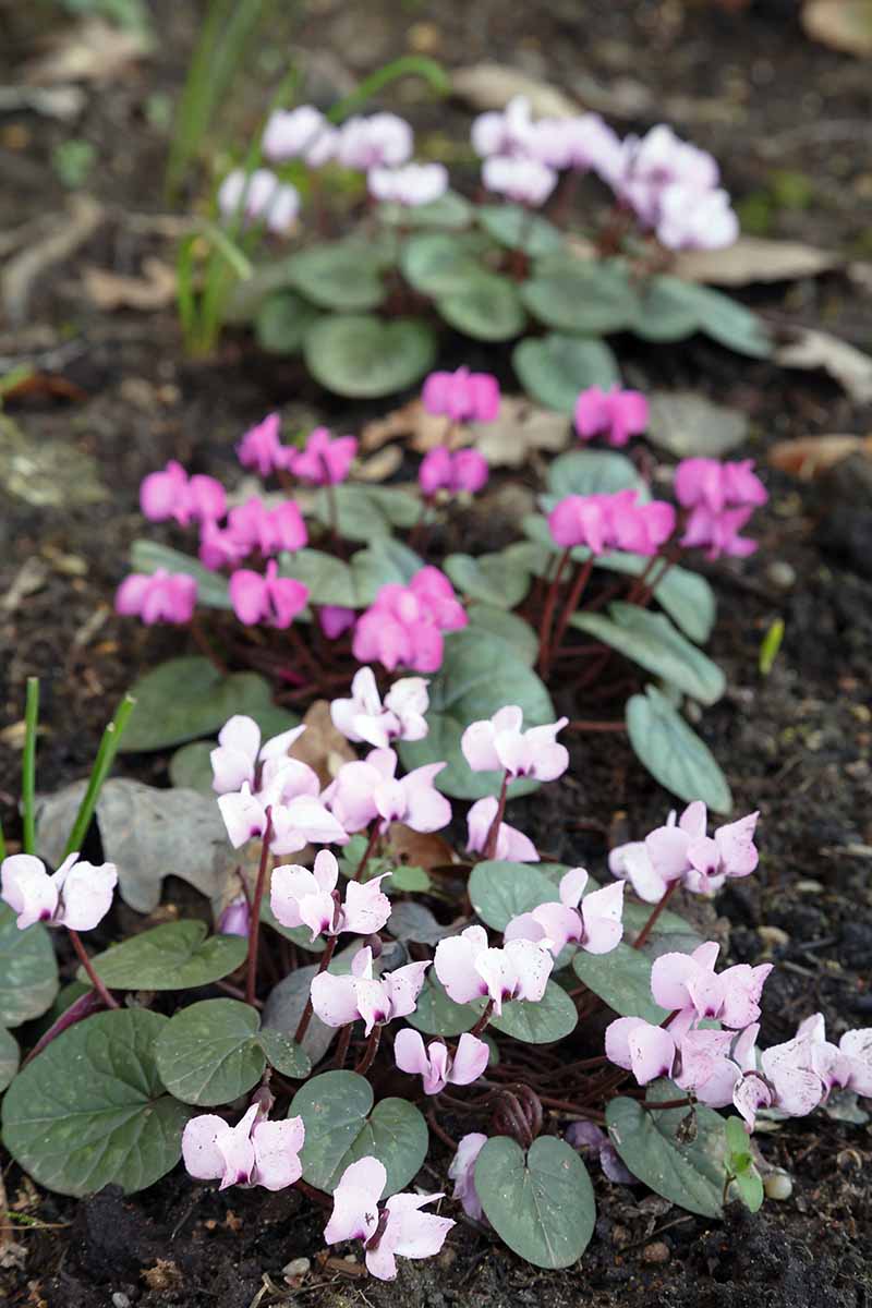 A vertical image of pink cyclamen flowers in full bloom in the fall garden.