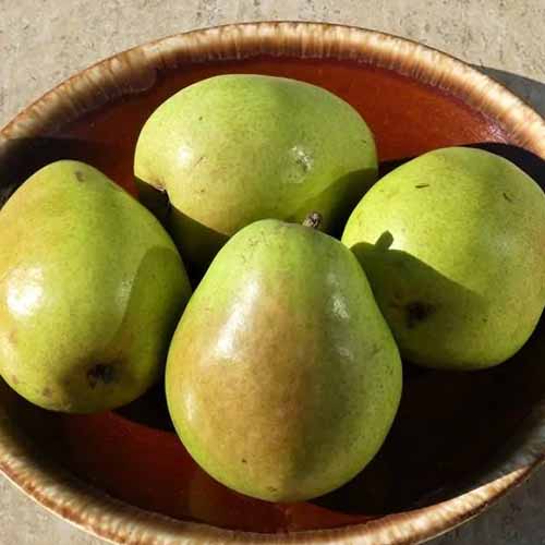A close up square image of a bowl of 'D'Anjou' pears in bright sunshine.