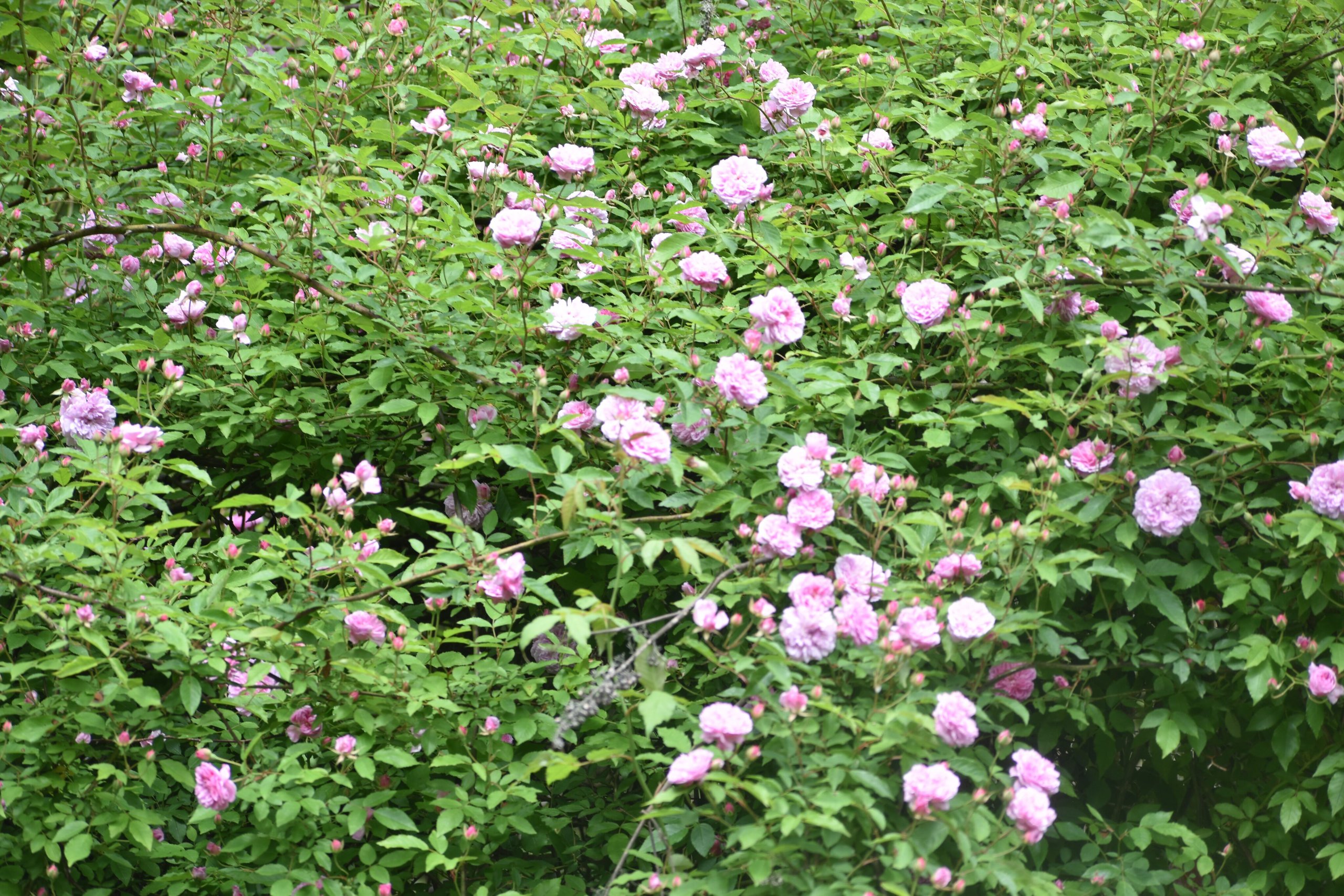 All About Griffith Buck Roses | Gardener’s Path
