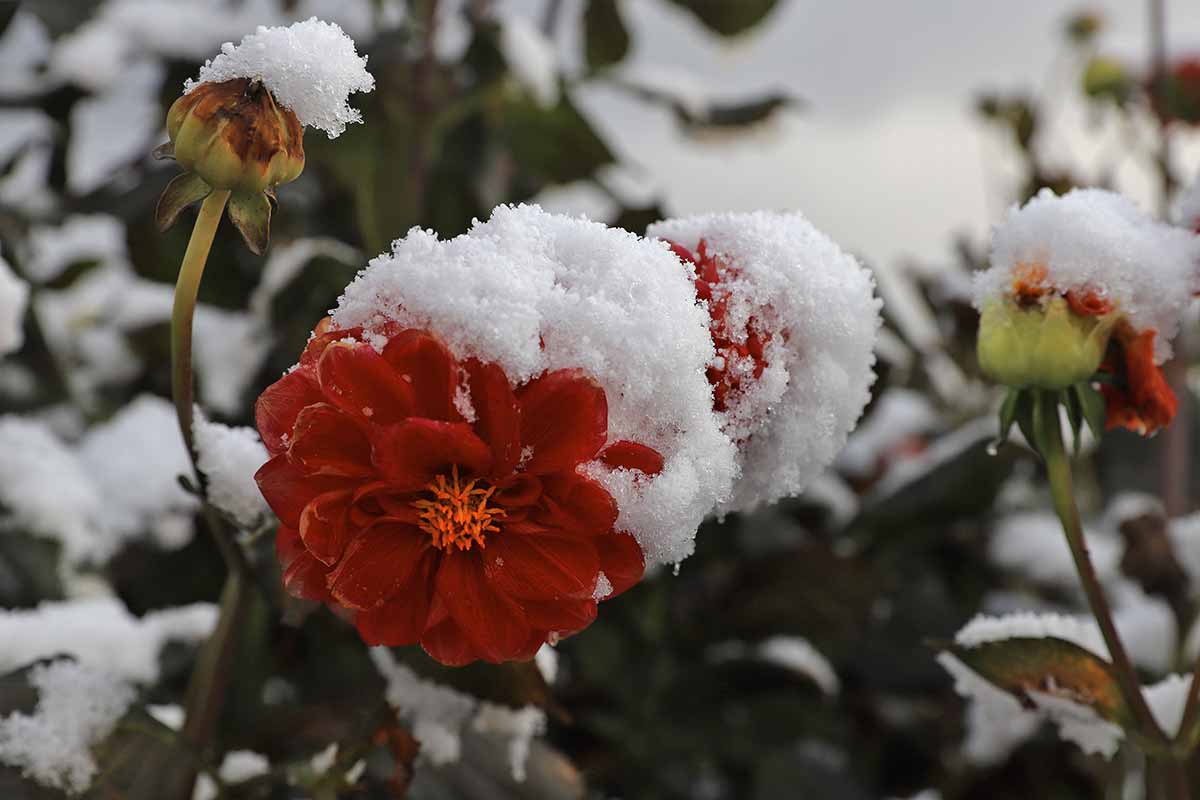 A close up horizontal image of dahlia flowers covered in snow pictured on a soft focus background.