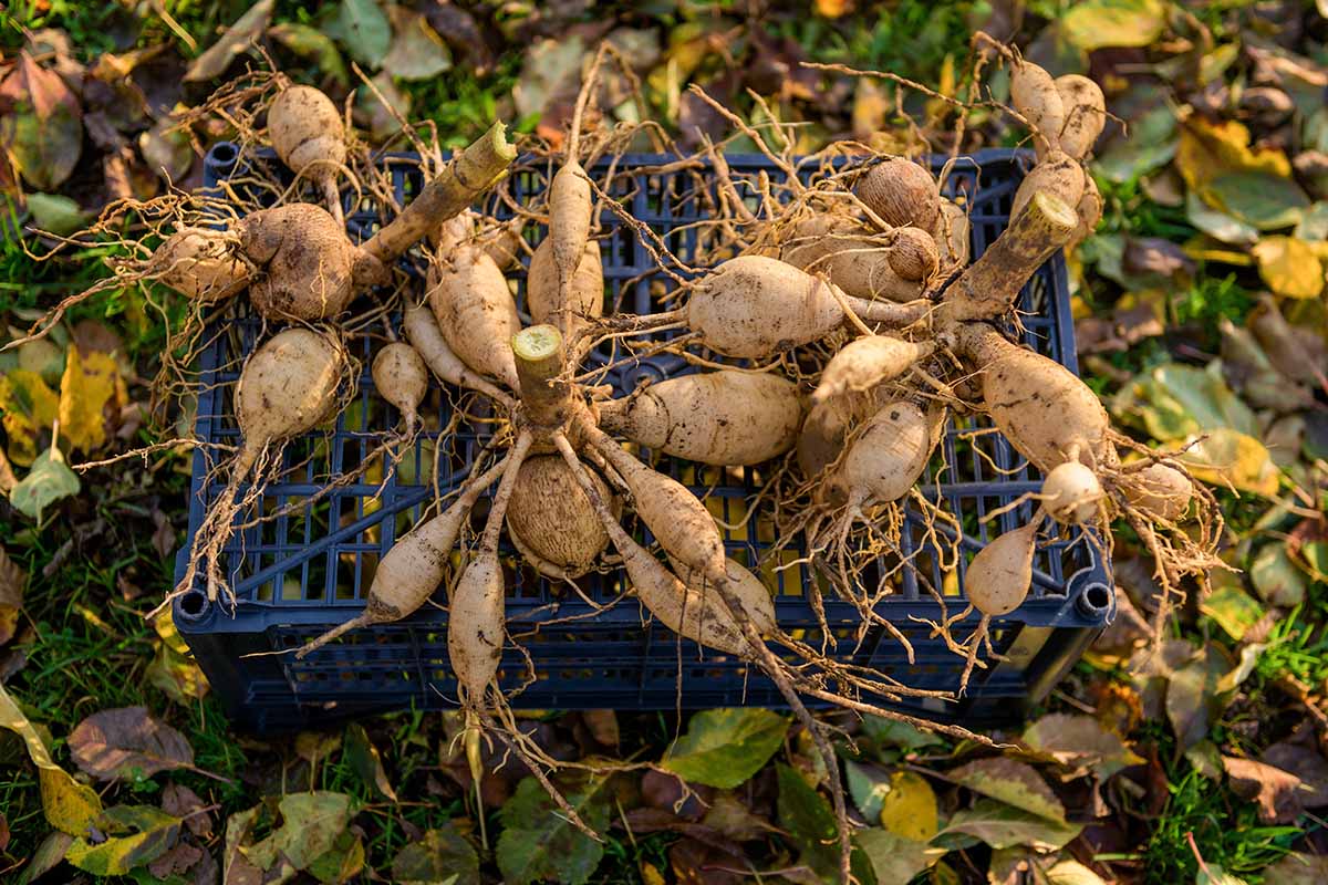 A close up horizontal image of dahlia tubers dug up and lifted for storage, set on a plastic crate.