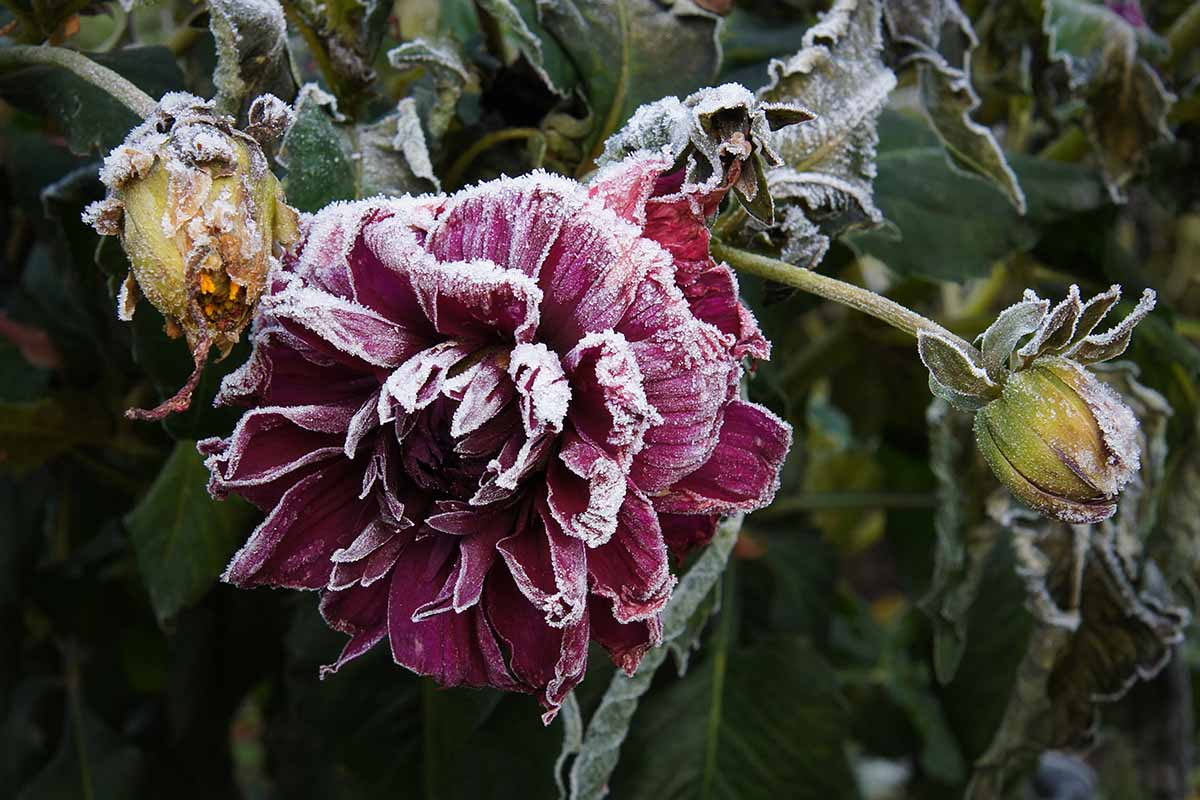 A close up horizontal image of dahlia flowers, buds, and foliage covered in a light frost.
