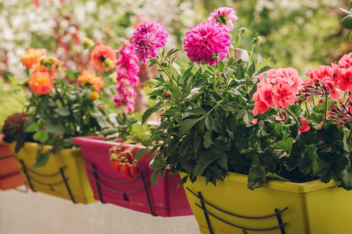A close up horizontal image of dahlia flowers growing in colorful window boxes pictured on a soft focus background.